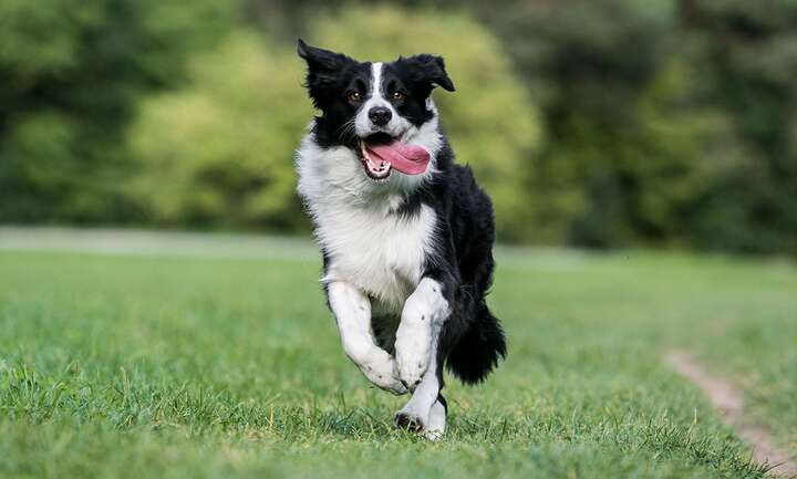 Border collie
